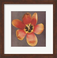 Sunshine Tulip Fine Art Print