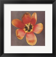 Sunshine Tulip Framed Print