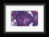 Petunias, 1925 Fine Art Print