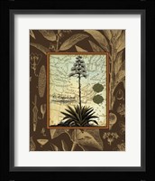 C. Capsolorum Fine Art Print