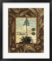 C. Capsolorum Fine Art Print