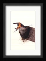 Barn Swallow Fine Art Print