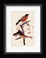 American Robin Fine Art Print