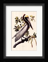 Brown Pelican Fine Art Print
