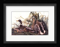 Mallard Duck Fine Art Print