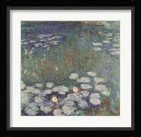 Water Lilies Fine Art Print