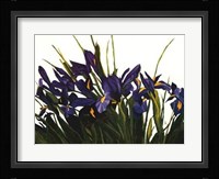 Wild Iris Fine Art Print