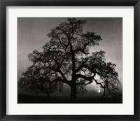 Oak Tree-Sunset City Fine Art Print
