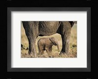 Elephant and Calf Fine Art Print