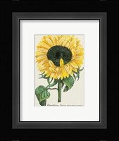 Chrysanthemum Fine Art Print