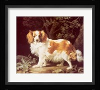 King Charles Spaniel Fine Art Print