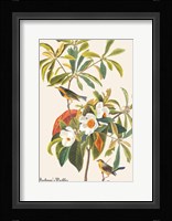 Bachman's Warbler Fine Art Print