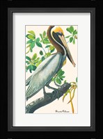 Brown Pelican Fine Art Print