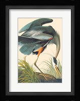 Great Blue Heron Fine Art Print