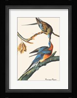 Passenger Pigeon Fine Art Print