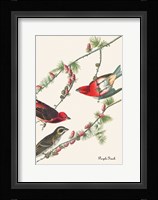 Purple Finch Fine Art Print