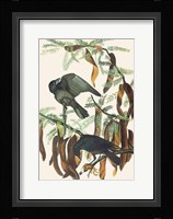 Fish Crow Fine Art Print