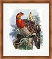 Native Pheasant II Fine Art Print