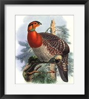 Native Pheasant II Fine Art Print