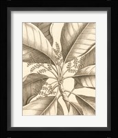 Tropical Connection II Fine Art Print
