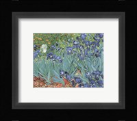 Irises in the Garden, Saint-Remy, c.1889 Framed Print