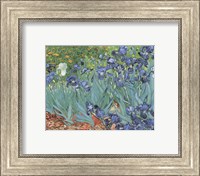 Irises in the Garden, Saint-Remy, c.1889 Fine Art Print