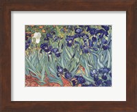 Irises, Saint-Remy, c.1889 Fine Art Print