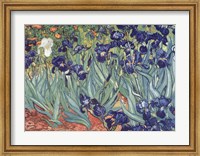 Irises, Saint-Remy, c.1889 Fine Art Print
