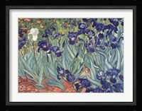 Irises, Saint-Remy, c.1889 Fine Art Print