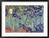 Irises, Saint-Remy, c.1889 Framed Print