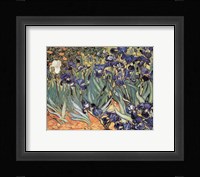 Irises in the Garden, Saint-Remy, c.1889 Fine Art Print