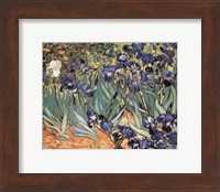 Irises in the Garden, Saint-Remy, c.1889 Fine Art Print