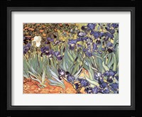 Irises in the Garden, Saint-Remy, c.1889 Fine Art Print