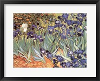 Irises in the Garden, Saint-Remy, c.1889 Framed Print