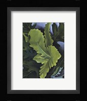 Green Oak Leaves Fine Art Print