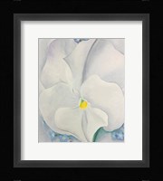 White Pansy Fine Art Print