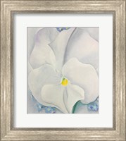 White Pansy Fine Art Print