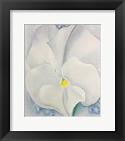 White Pansy Fine Art Print