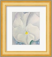 White Pansy Fine Art Print