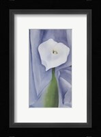Calla Lily on Grey, 1928 Fine Art Print