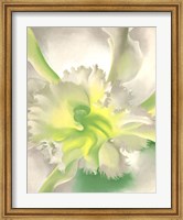 An Orchid Fine Art Print