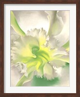 An Orchid Fine Art Print