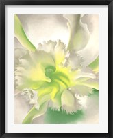 An Orchid Fine Art Print