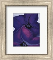 Purple Petunias, 1925 Fine Art Print