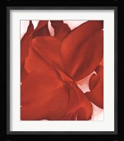 Red Cannas Framed Print