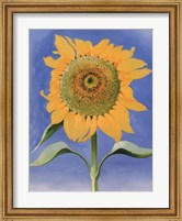 Sunflower, New Mexico, 1935 Fine Art Print