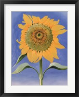 Sunflower, New Mexico, 1935 Fine Art Print
