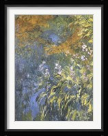 Yellow Iris Fine Art Print