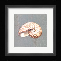 Nautilus Fine Art Print