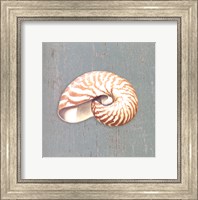 Nautilus Fine Art Print